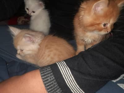 Persian Pair Kittens