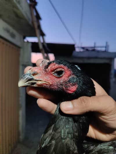 Thai aseel murgi or Pakistani heera murgi or murga