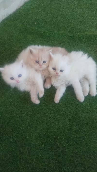 kitten For sale 3 Kittens available