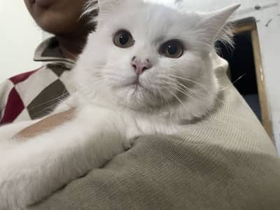 Healthy Pet Cat for Sale (With Box & Accessories)