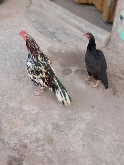 A'seel Male Female for sale murgi agg dey Rahi ha gurante ha