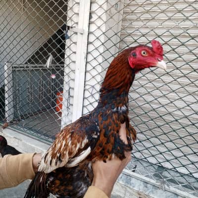 Aseel patha high quality murgha white nok nali