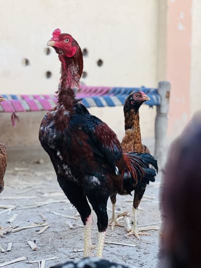 Beautiful Aseels pair