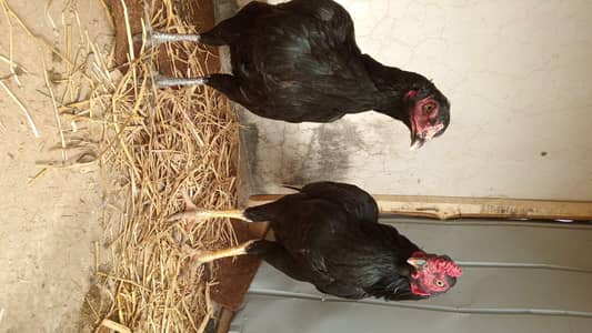 All setup for sale Mushkay,lakhy,khajory,lasani,bateri and chicks