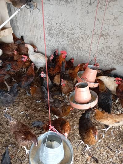 desi golden murgi dastayab hai fresh