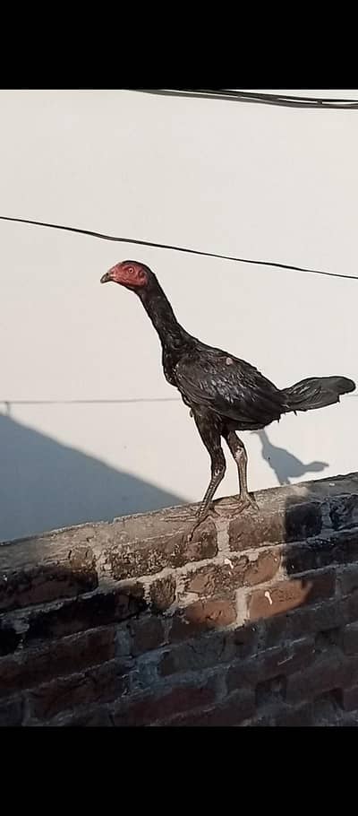 panus pkoya imported blood line 03,43,0,42,47,48