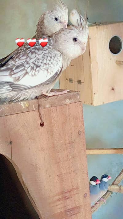 for sale location khanewal