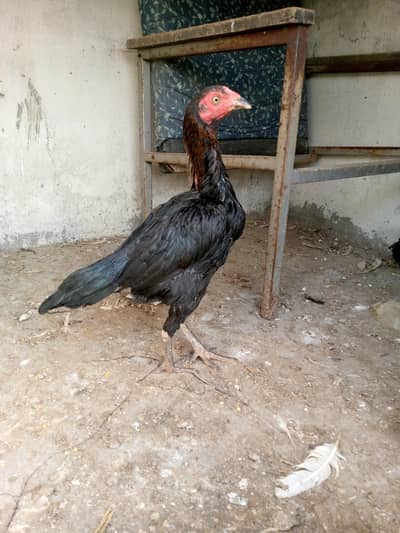 Black Mianwali Aseel Or Sindhi Aseel Madi