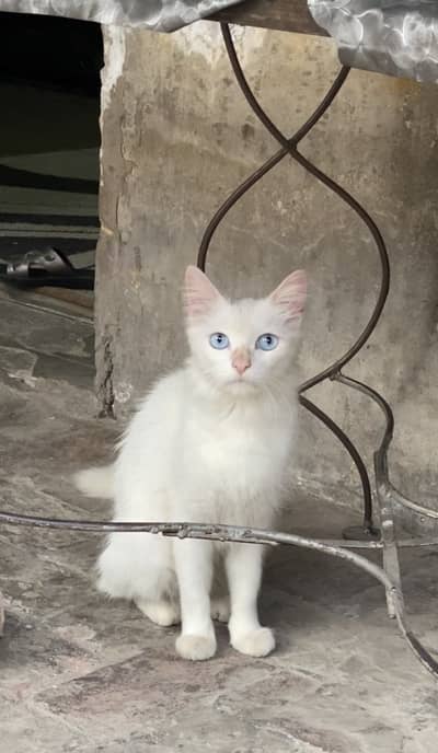 Persian Kitten Triple Coated |Punch Face| fluffy|Cat + kitten for sale