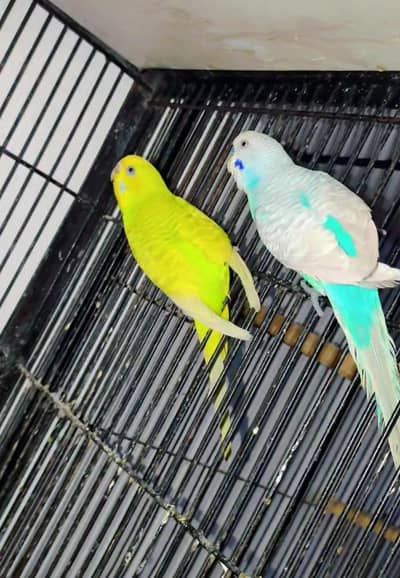 Breeder Pair Exhibition size