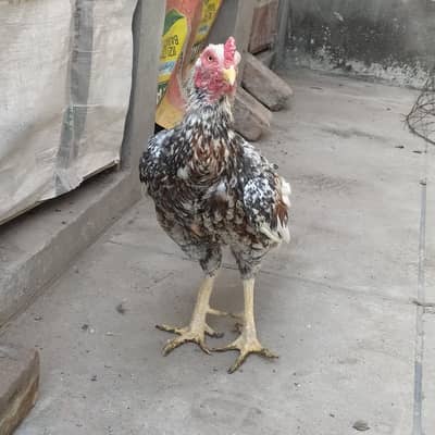 Mianwali shajra 2.5 years breeder