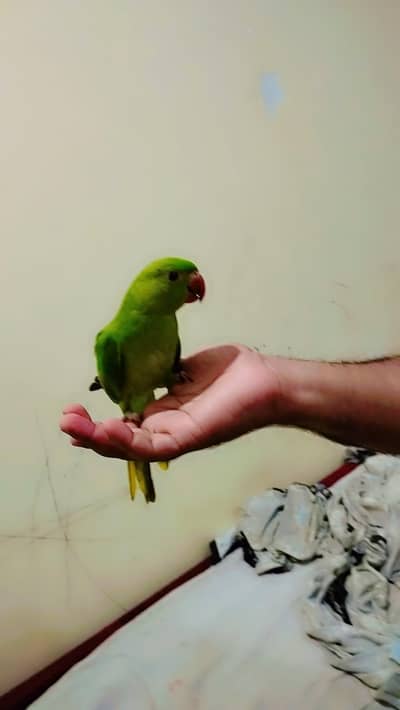 Ring Nik 12 month patta