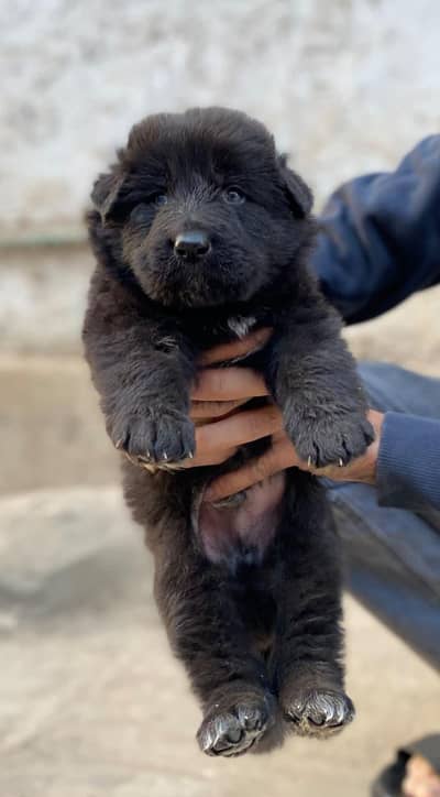 Black German shepherd Male puppy