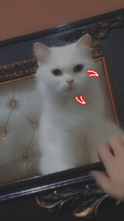 Free Adoption Vaccinated 4-Year-Old Female Cat (Healthy)