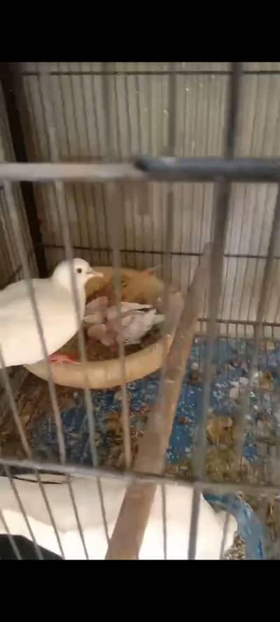dove pair wth chicks