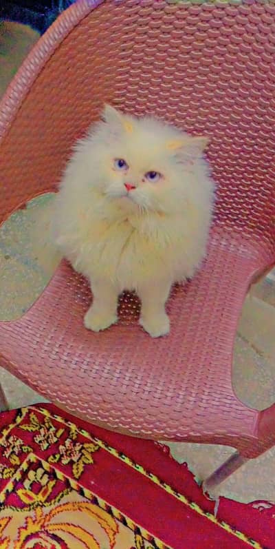 White Persian Stud Male and Female For Sale 03430225633