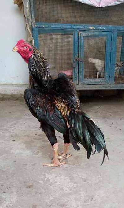 kalim Ullah