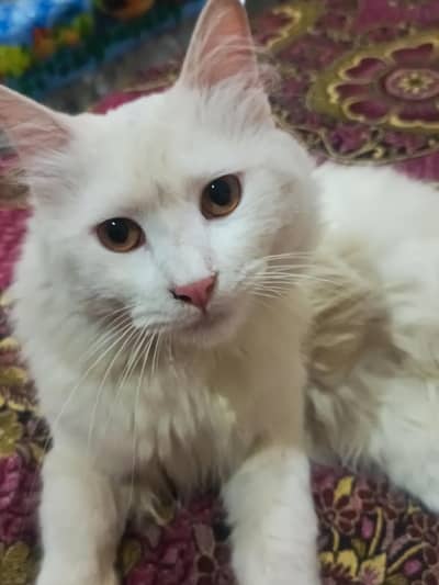 persian cat male ha breeding pe ha serious buyers contact krn