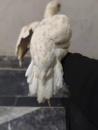 white full and healthy exchange possible with murgha