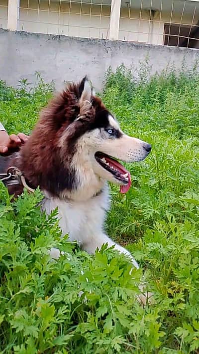 Read Discription.  0/3/1/4/3277727