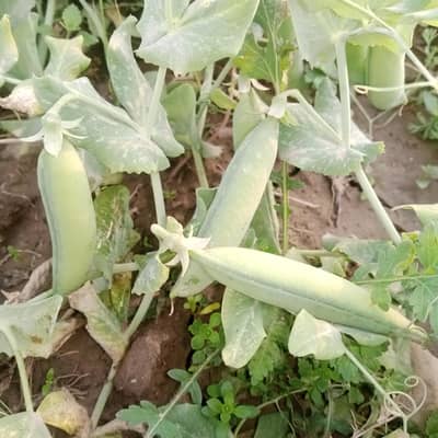 pea for sale مٹر برائے فروخت