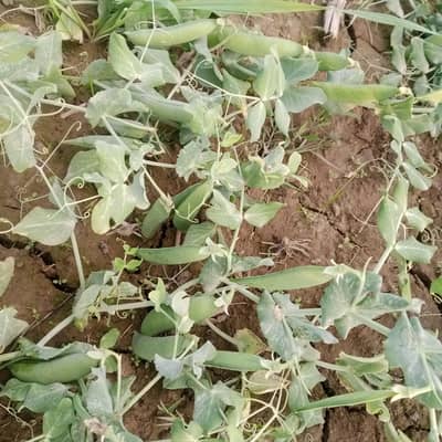 pea for sale مٹر برائے فروخت