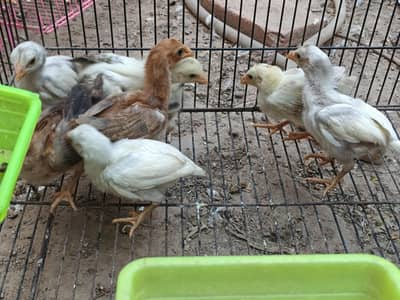 HEERA PAPERWHITE AND MIANWALI CHICKS