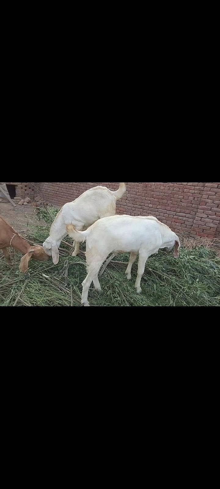 ،  سونے والی پیور مکھی چینی بکری ، سفید کھسی بکرے جوڑی 3