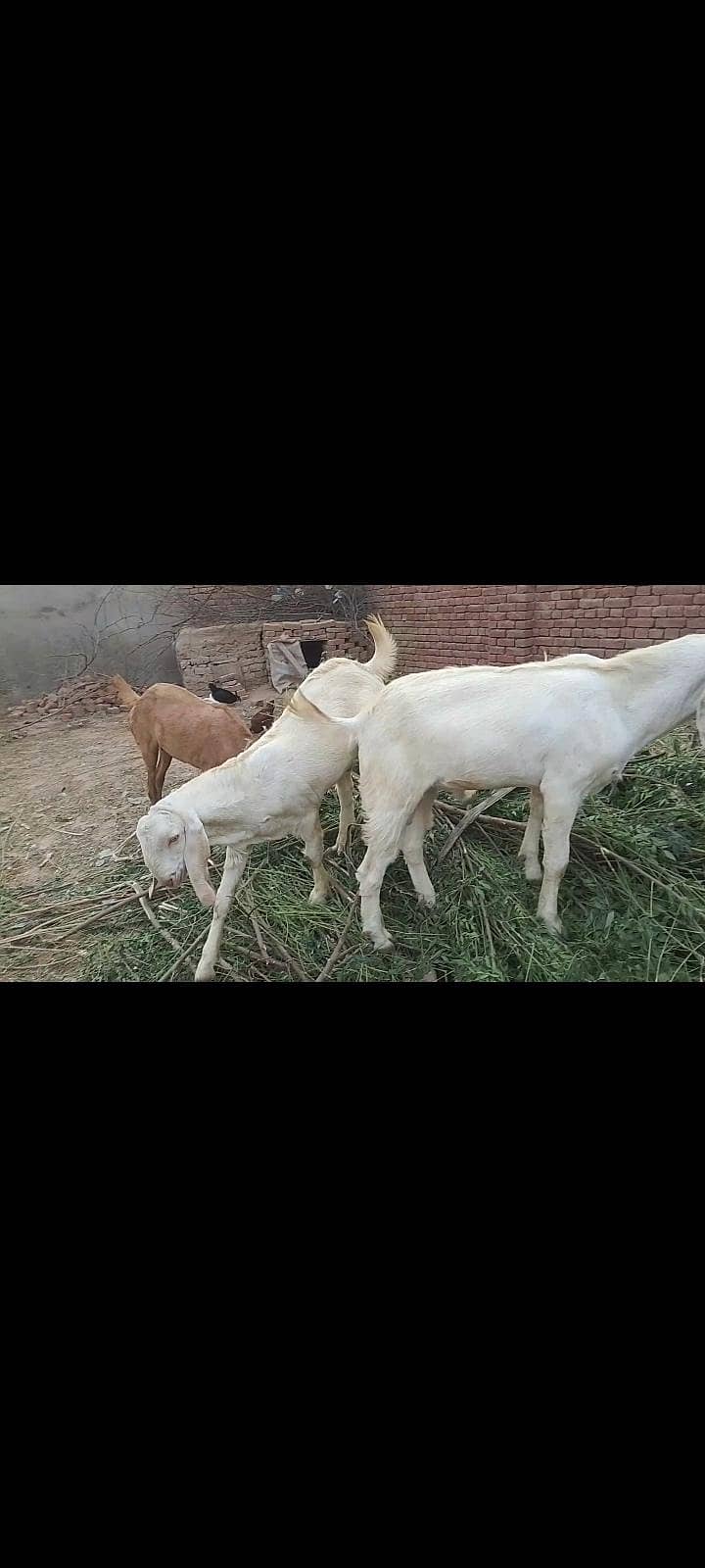 ،  سونے والی پیور مکھی چینی بکری ، سفید کھسی بکرے جوڑی 4