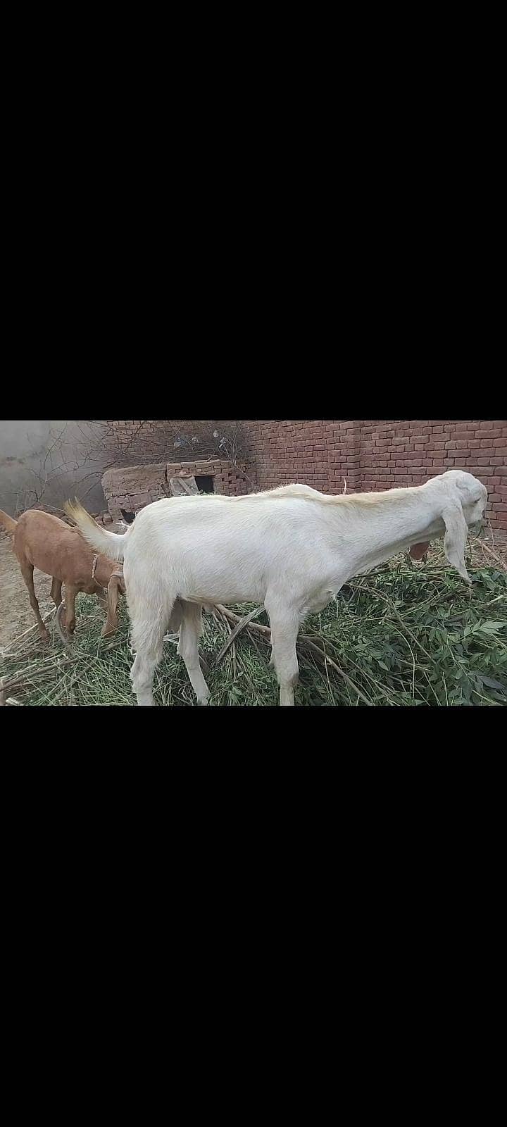 ،  سونے والی پیور مکھی چینی بکری ، سفید کھسی بکرے جوڑی 5