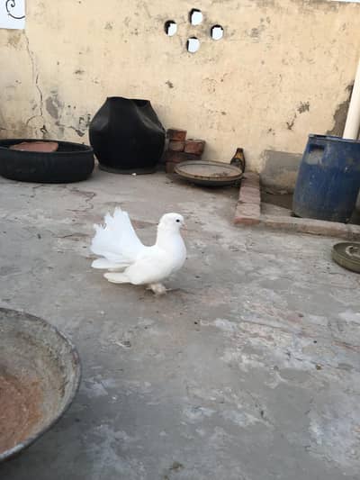 white  lakka  for sale