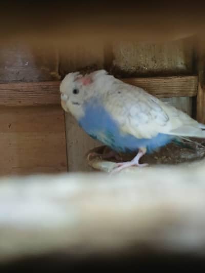 bajri parrot sale pair 800  location shara e fahsal nusariy