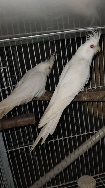 Cocktail Enoo With Dm  Redez