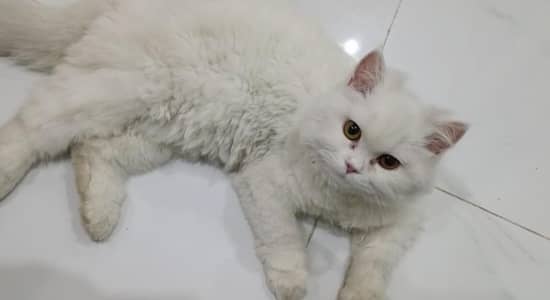 Persian Cat Female
