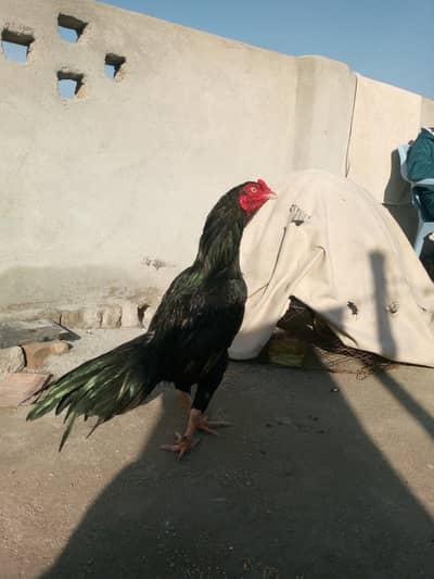 I'm selling mushka   high quality birds