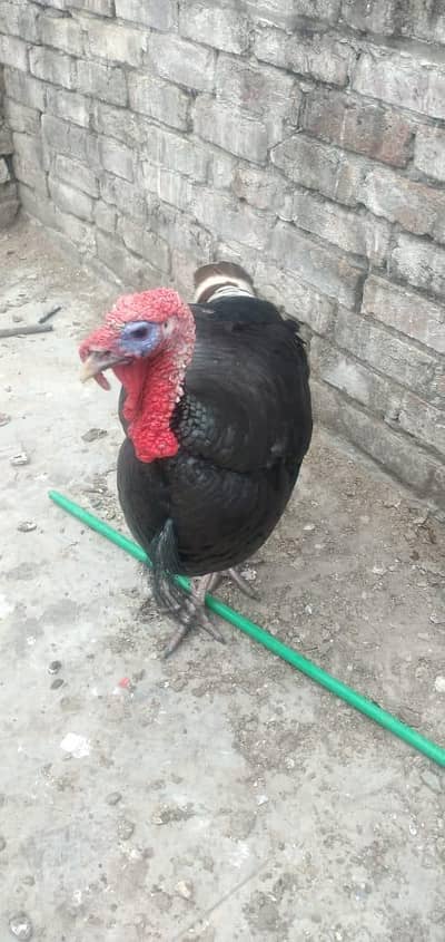 Turkey breeder pair for sale