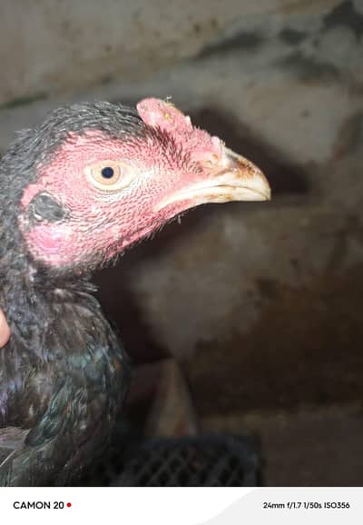 aseel morga or desi morgiya morgey for sale