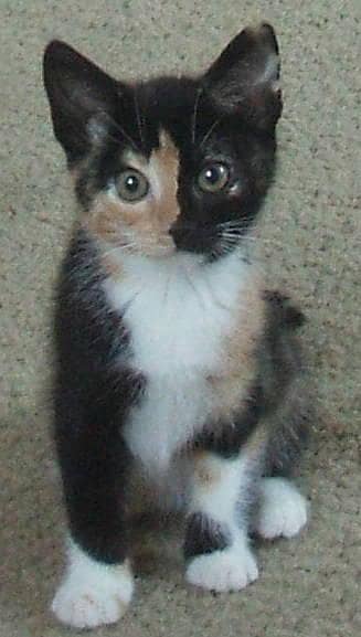 calico
