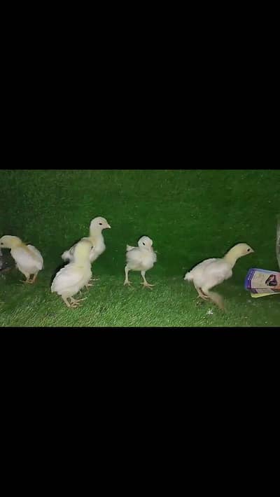 KOSHAMO/BANTAM/HEERA/QANDHARI/HEERA/BUFF/AYAMCEMANI/TURKEY