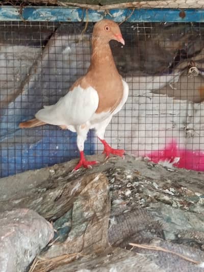 Fancy Piegon Healthy Active Rabta Is Number Per Kary