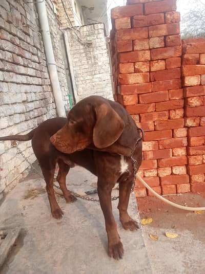 sary bhi ko bata du ya poniter h male 2year ka croess ma ha