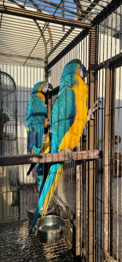 Blue Gold Macaw Pair