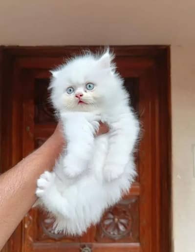 Persian kitten for urgent sale my WhatsApp number 0313496819one