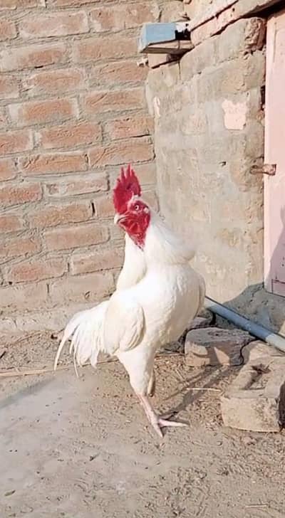 Heera bangum mianwali top quality aseel