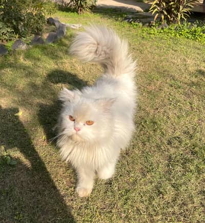 Persian male cat