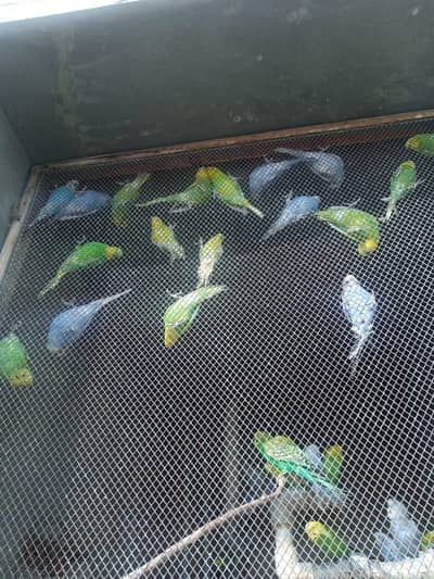 Budgies colony