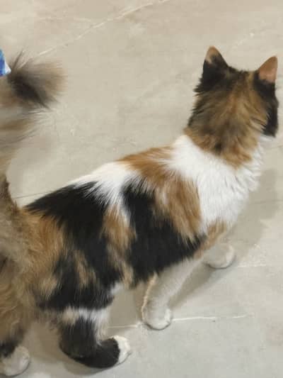 pair 2 home breed black n whit male very healthy kittens