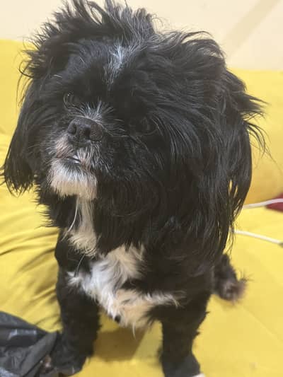 Black male pure Shitzu