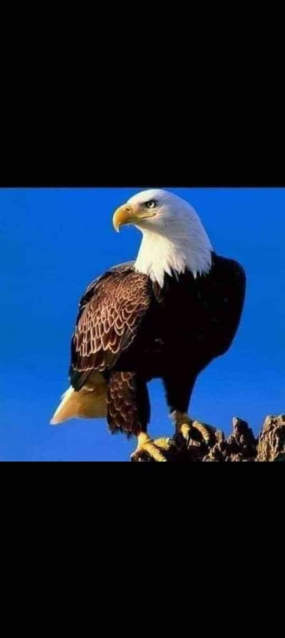 Shaheen 