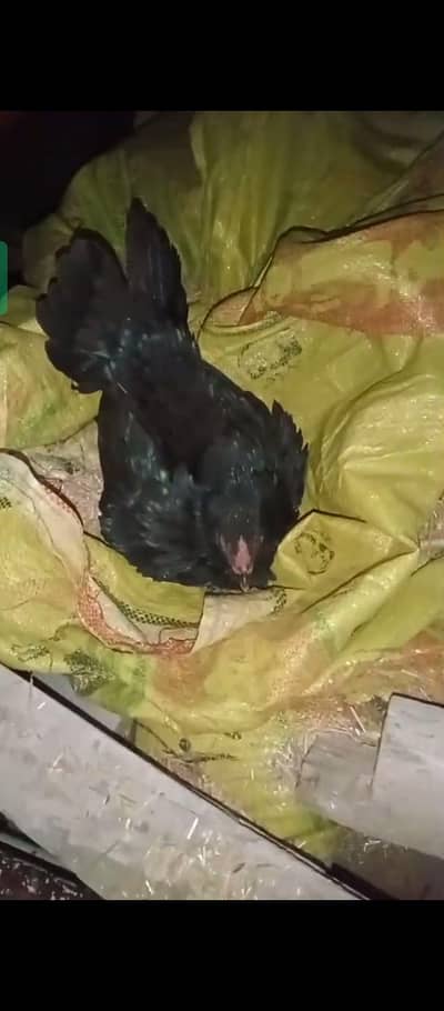 kruk murghi available